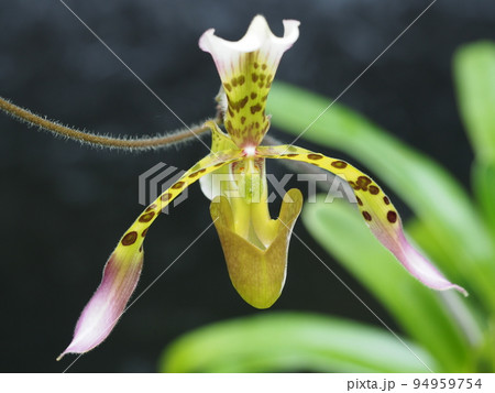 パフィオペディルム・ハイナルディアヌム　Paphiopedilum haynaldianum 94959754