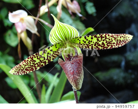 パフィオペディルム・スクハクリイ Paphiopedilum sukhakulii パフィオペディルム・スクハクリイ Paphiopedilum sukhakulii 94959757