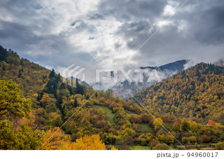 Misty cloud over coniferous woods on mountain Misty cloud over coniferous woods on mountain 94960017