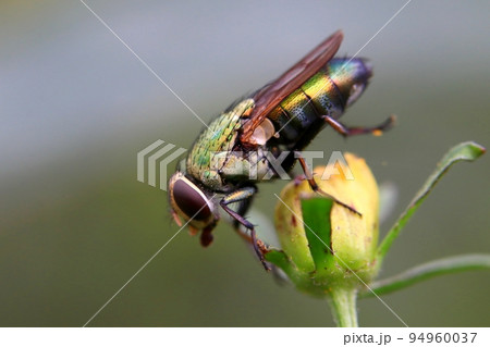 シリブトミドリバエ 94960037