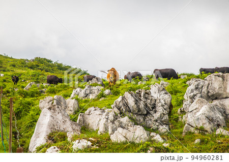 四国　カルスト台地の風景　 94960281