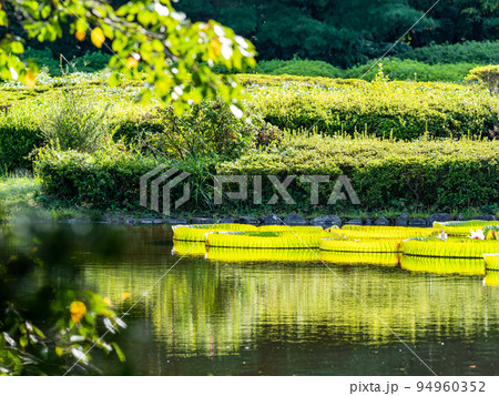 秋の水辺の景色 陽に照らされた池に浮かぶオニバス 秋の水辺の景色 陽に照らされた池に浮かぶオニバス 94960352
