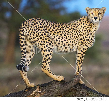 Beautiful Tanzania wildlife pictures  94960489