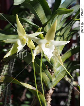 アングレカム・セスキペダレ Angraecum sesquipedaleの写真素材 [94960503] - PIXTA