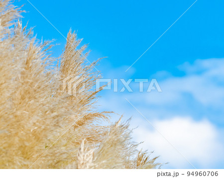 爽やかな秋の景色　秋晴れの空に映えるパンパスグラス 94960706