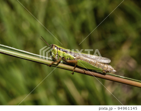 ススキの葉を食べているコバネイナゴ 94961145