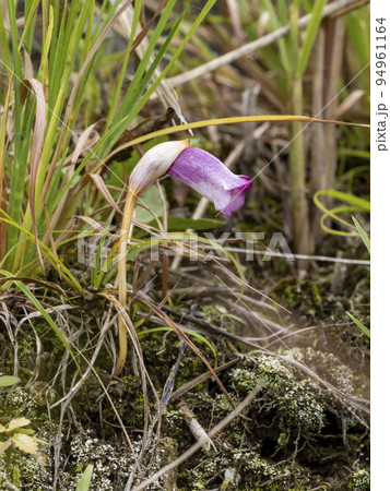 ススキの近くに生えるナンバンギセルの花 ススキの近くに生えるナンバンギセルの花 94961164