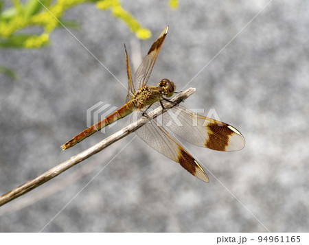 枯れ草の先にとまるメスのミヤマアカネ 94961165