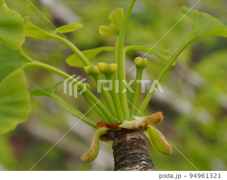 イチョウの花（雌花 ）　Ginkgo biloba 94961321