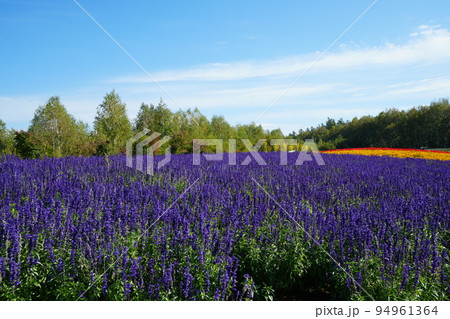 美しい美瑛の四季彩の丘 94961364