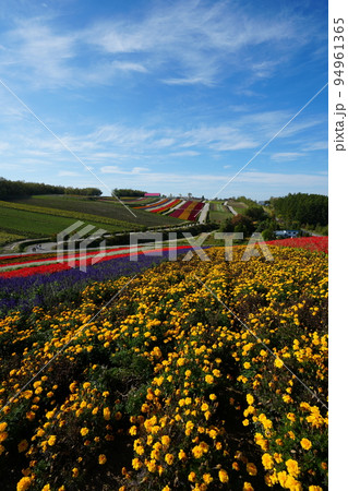 美しい美瑛の四季彩の丘 美しい美瑛の四季彩の丘 94961365
