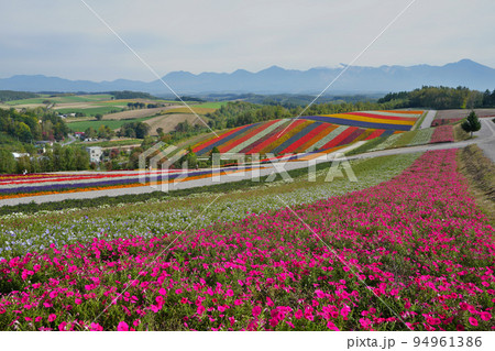 美しい美瑛の四季彩の丘 美しい美瑛の四季彩の丘 94961386