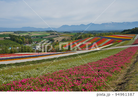 美しい美瑛の四季彩の丘 美しい美瑛の四季彩の丘 94961387