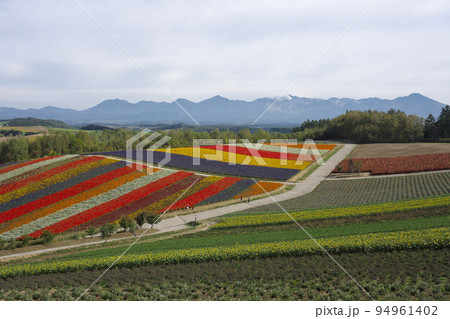 美しい美瑛の四季彩の丘 美しい美瑛の四季彩の丘 94961402