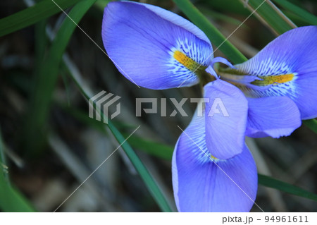 冬の日本の庭に咲く青い寒あやめの花 冬の日本の庭に咲く青い寒あやめの花 94961611