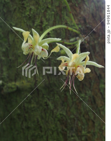 カカオの花　Theobroma cacao 94961844