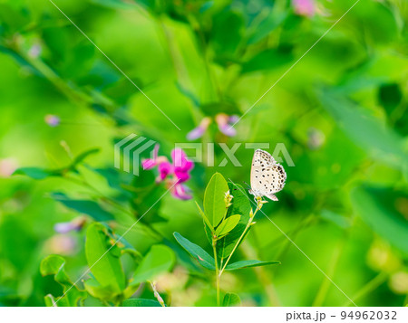 秋の美しい花 可憐で可愛い小さなハギの花とモンキチョウ 秋の美しい花 可憐で可愛い小さなハギの花とモンキチョウ 94962032