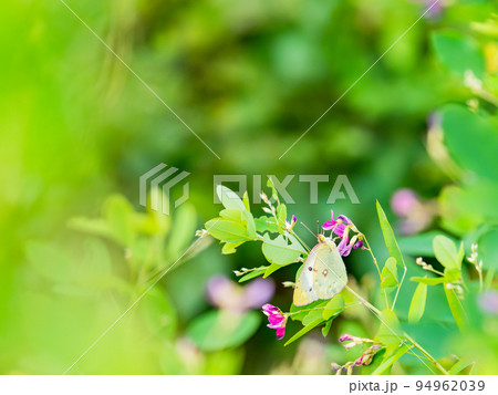 秋の美しい花 可憐で可愛い小さなハギの花とモンキチョウ 秋の美しい花 可憐で可愛い小さなハギの花とモンキチョウ 94962039