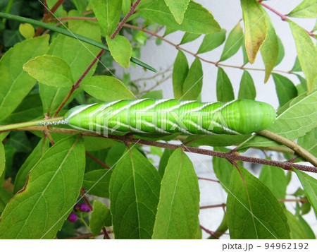シモフリスズメ　幼虫 94962192