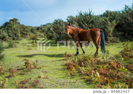 Bay horse looking to the camera while walk on the forest valley with bushes and ferns on a sunny day. Selective focus, copy space. 94962437