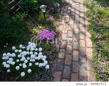 イベリスや芝桜が脇に咲いたレンガのアプローチ 94962473