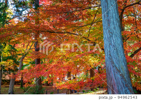 秋の京都・南禅寺周辺で見た、色鮮やかな紅葉の木々 94962543