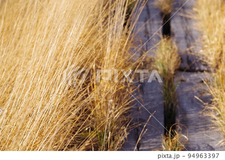 雨竜沼湿原黄金色の秋の木道2 雨竜沼湿原黄金色の秋の木道2 94963397
