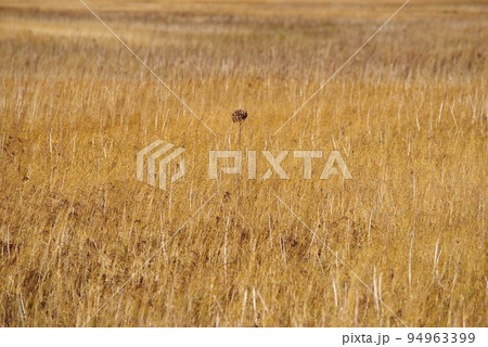 黄金色に染まる雨竜沼湿原2 黄金色に染まる雨竜沼湿原2 94963399