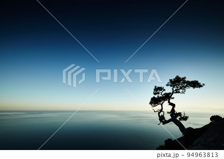 Tree and sea at sunset. Crimea landscape 94963813