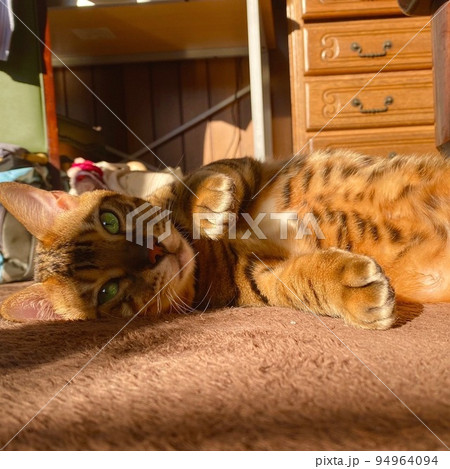 ねこ ベンガル 横顔 ねこ ベンガル 横顔 94964094