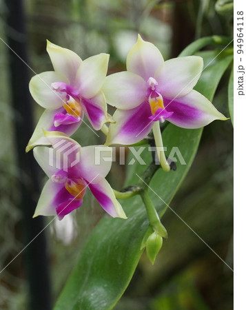 ファレノプシス ・ベリーナ Phalaenopsis bellina ファレノプシス ・ベリーナ Phalaenopsis bellina 94964118
