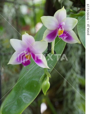 ファレノプシス ・ベリーナ　Phalaenopsis bellina 94964119