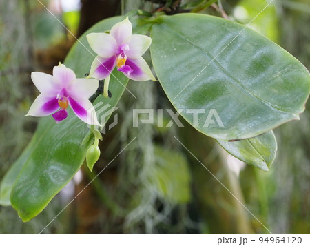 ファレノプシス ・ベリーナ　Phalaenopsis bellina 94964120