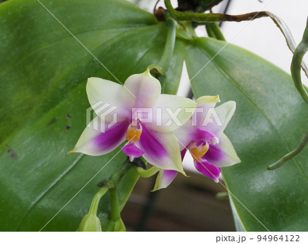 ファレノプシス・ ベリーナ　Phalaenopsis bellina 94964122