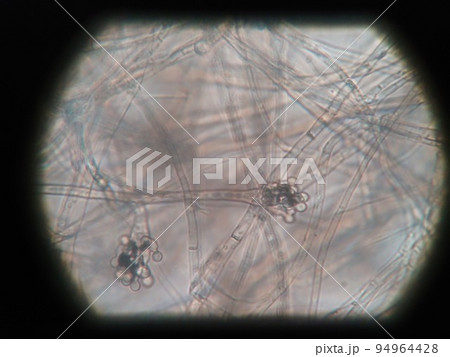 菌糸が絡み合った状態のコウジカビ 菌糸が絡み合った状態のコウジカビ 94964428