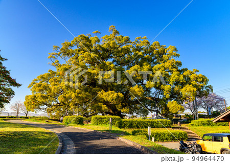 寂心さんのクス(じゃくしんさんのクス)観光地:樹齢800年の巨大クスノキ 寂心さんのクス(じゃくしんさんのクス)観光地:樹齢800年の巨大クスノキ 94964470
