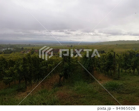 リクヴィルの葡萄畑 94965026