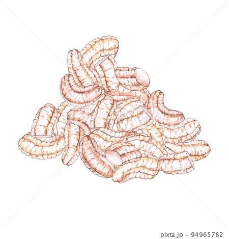 Watercolor cashew nuts 94965782