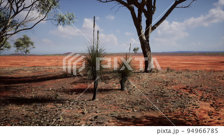 acacia tree in the open savanna plains of East Africa Botswana acacia tree in the open savanna plains of East Africa Botswana 94966785