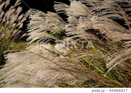 有馬富士公園のすすき 94966927