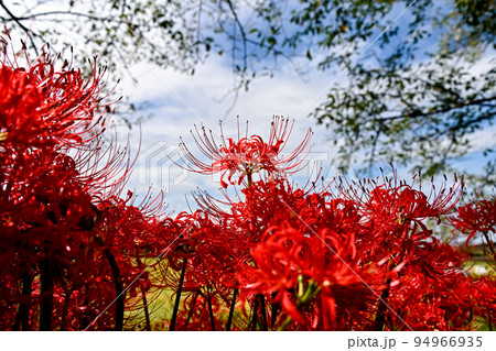 曼珠沙華 94966935