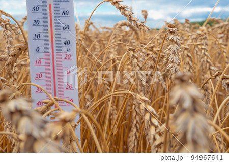 The thermometer is located in a wheat field.Summer,drought.High air temperature.Heat.Meteorology, agro-industrial complex.Global warming and climate change.Ears of wheat and grain with a thermometer The thermometer is located in a wheat field.Summer,drought.High air temperature.Heat.Meteorology, agro-industrial complex.Global warming and climate change.Ears of wheat and grain with a thermometer 94967641