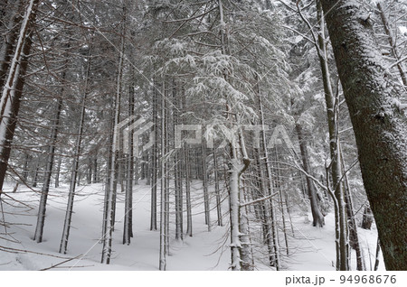 Snow-covered trees in the forest. Pattern and drawing of trees in the forest. Rhythm and pace. 94968676