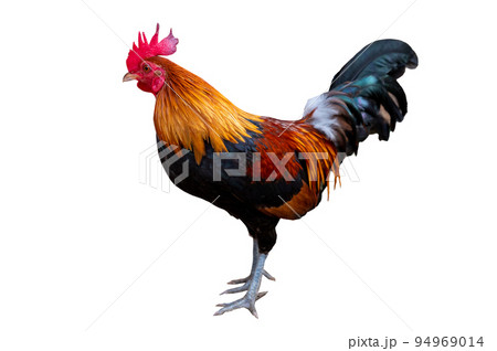 Male bantam on white background, isolate Male bantam on white background, isolate 94969014