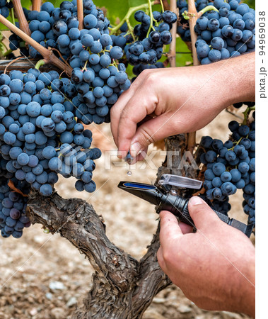 Cannonau grapes. Agronomist measures the level of sugars in grapes with the refractometer. Agriculture. 94969038