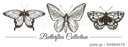 Vector set of hand drawn black and white butterflies. Engraving retro illustration. Realistic insects isolated on white background Vector set of hand drawn black and white butterflies. Engraving retro illustration. Realistic insects isolated on white background 94969079