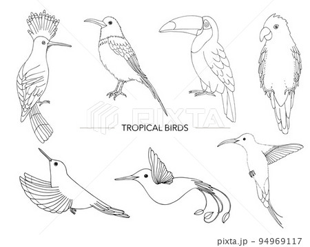 Vector set of tropical birds. Hand drawn outline of parrot, paradise bird, toucan, hoopoe 94969117