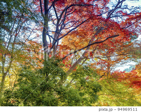 神戸・瑞宝寺公園の紅葉 / Zuihoji Park, Japan 神戸・瑞宝寺公園の紅葉 / Zuihoji Park, Japan 94969511