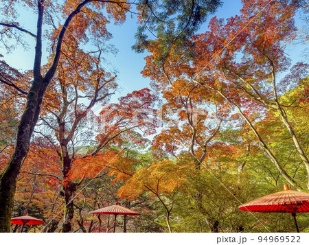 神戸・瑞宝寺公園の紅葉 / Zuihoji Park, Japan 神戸・瑞宝寺公園の紅葉 / Zuihoji Park, Japan 94969522