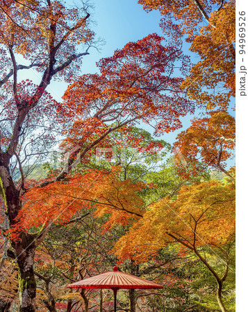 神戸・瑞宝寺公園の紅葉 / Zuihoji Park, Japan 神戸・瑞宝寺公園の紅葉 / Zuihoji Park, Japan 94969526